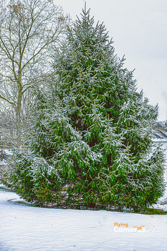 Photoshopped spruce evergreen covered with snow