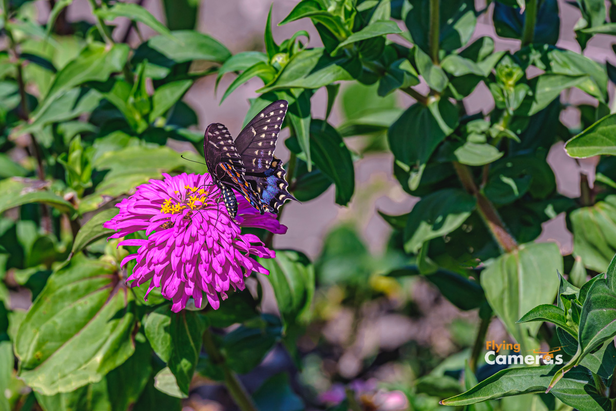 Black swallowtail butterfly on Zinnia