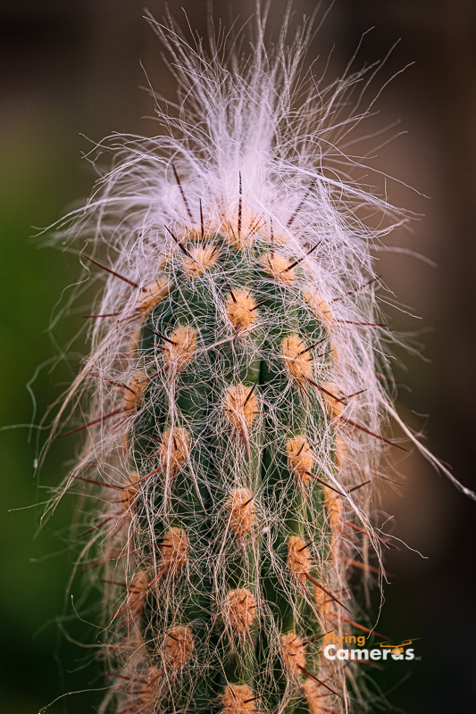 Sharp pointed cactus covered in white hair strands on a green cactus
