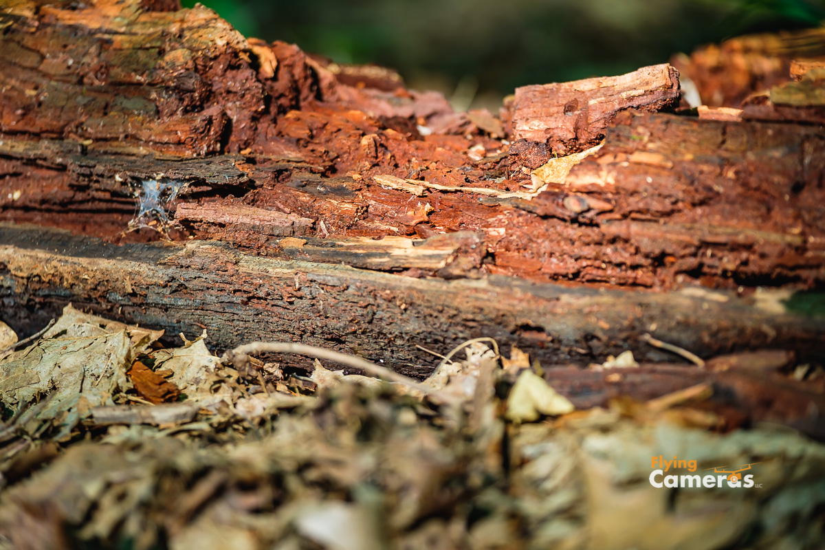 Colorful burnt red decaying tree in a natural wood setting illuminated by the sun