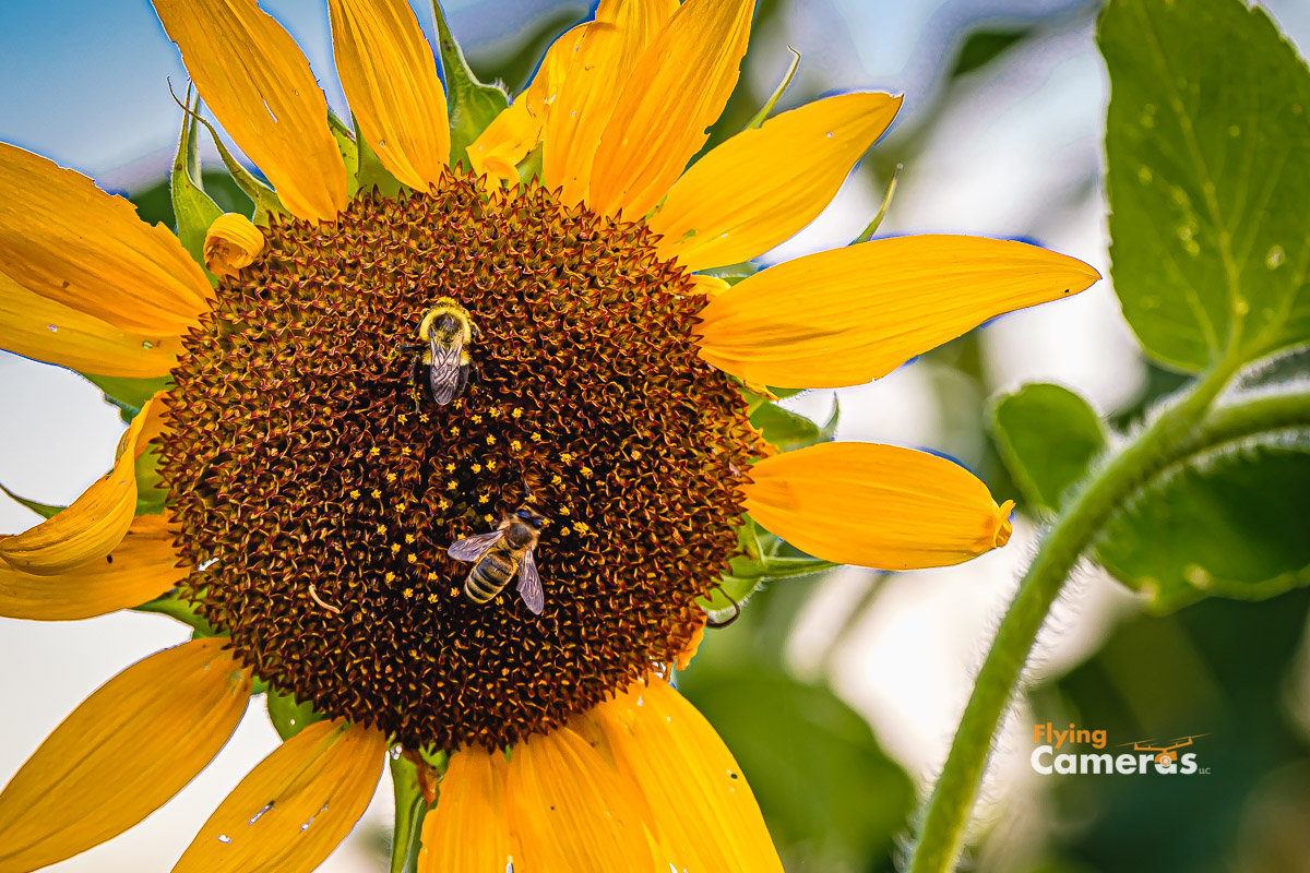 Two bees busy at work on yellow sunflower seed pods