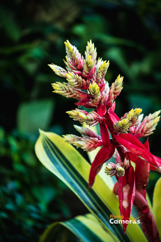 Red leafed flower blooming