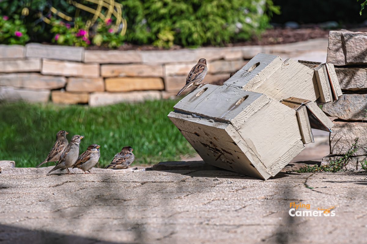 Nature strikes a bird house and residents ponder next move