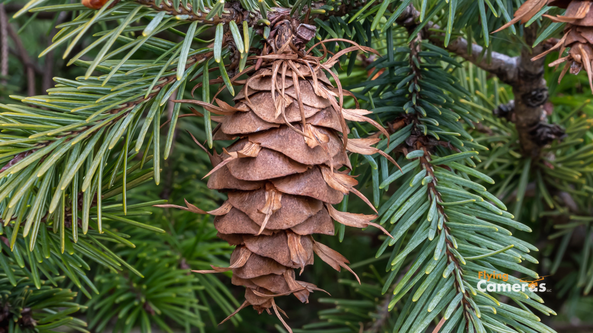 Brown seed cone growing on spruce tree