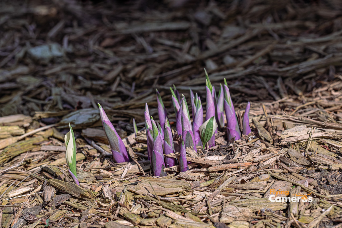 Purple hosta leaves emerging from wood chip ground cover