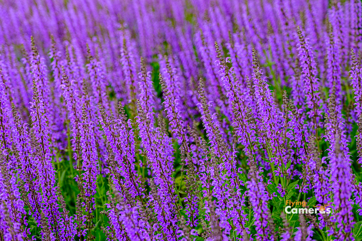 Purple flowers from a tight texture