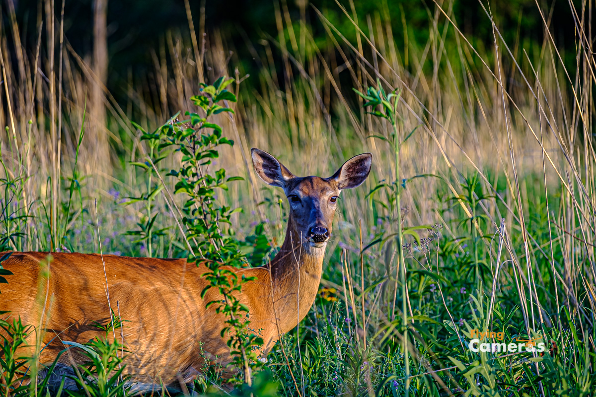 Doe not smiling for cameras