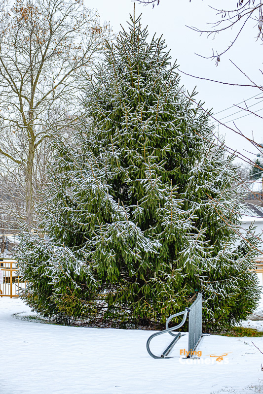 New snowfall on spruce tree