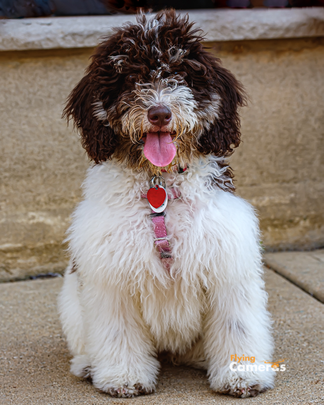 Young pup smiling for camera