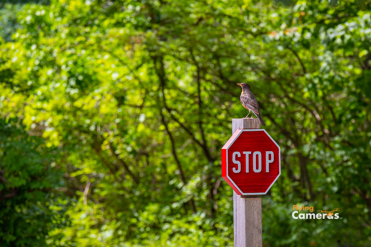 Golden hour shot of a robin coming to a full stop on wooden stop sign.