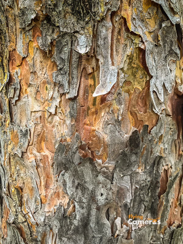 Birch tree texture