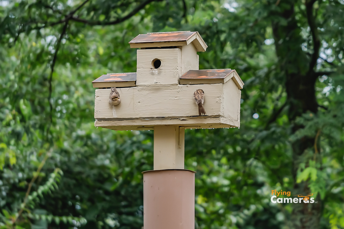 House sparrow checking out neighbor