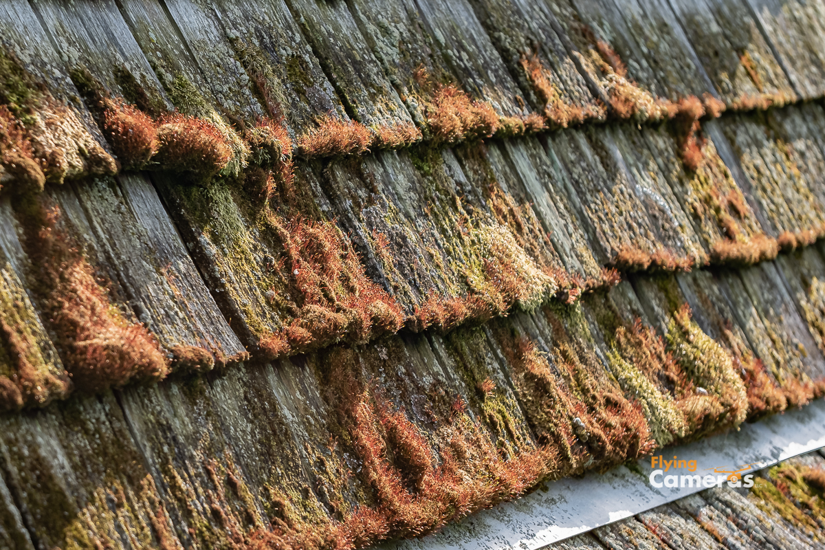 Rust colored moss on Darien home cedar shingle