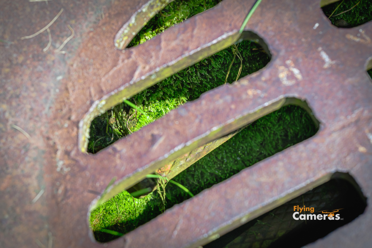 Green plant life growing in a storm sewer view through storm grate 