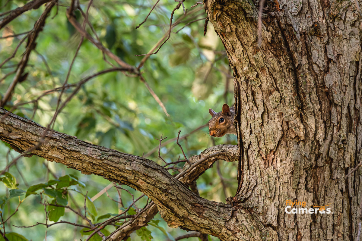 Squirrel peering from tree
