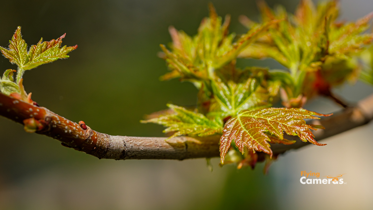 Maple leaves emerging from a branch in spring